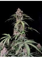 amnesia_zkittlez_auto