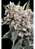 auto-wappa-cannabis-seed