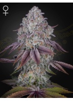 ghsc_persianpie_web_ck2e-5s