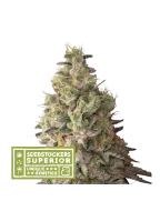 mack-crack-auto