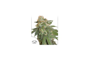 auto-orange-bud