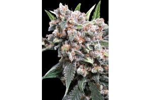 auto-wappa-cannabis-seed