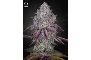 ghsc_persianpie_web_ck2e-5s