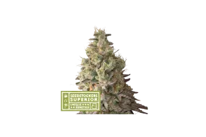 mack-crack-auto