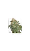 auto-orange-bud