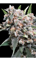 auto-wappa-cannabis-seed