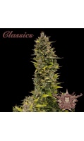 buddha-ak