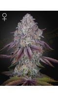 ghsc_persianpie_web_ck2e-5s