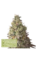 mack-crack-auto