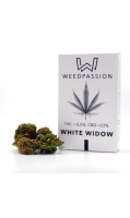 white-window