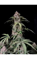 amnesia_zkittlez_auto