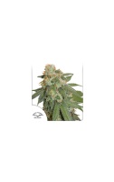 auto-orange-bud