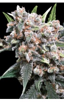 auto-wappa-cannabis-seed