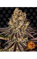 gelato-45