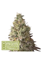 mack-crack-auto