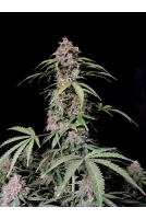 amnesia_zkittlez_auto