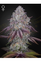 ghsc_persianpie_web_ck2e-5s