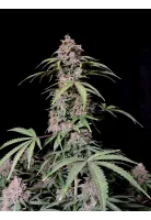 amnesia_zkittlez_auto