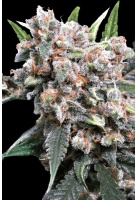 auto-wappa-cannabis-seed