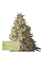 mack-crack-auto