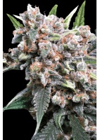 auto-wappa-cannabis-seed