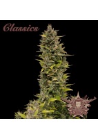 buddha-ak