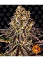 gelato-45