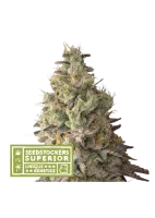 mack-crack-auto