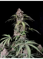 amnesia_zkittlez_auto