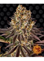 gelato-45