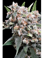 auto-wappa-cannabis-seed