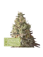 mack-crack-auto