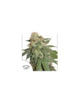 auto-orange-bud