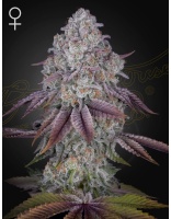 ghsc_persianpie_web_ck2e-5s