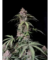 amnesia_zkittlez_auto