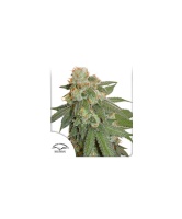 auto-orange-bud
