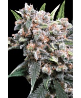 auto-wappa-cannabis-seed