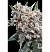 auto-wappa-cannabis-seed
