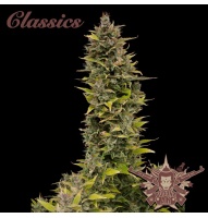 buddha-ak