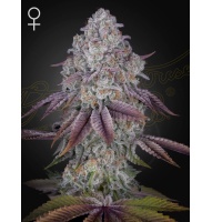 ghsc_persianpie_web_ck2e-5s